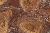 Polished Stromatolite (Jurusania) From Russia - Million Years #362936-1